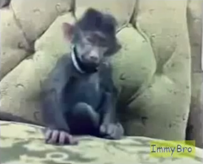 Смешная обезьяна