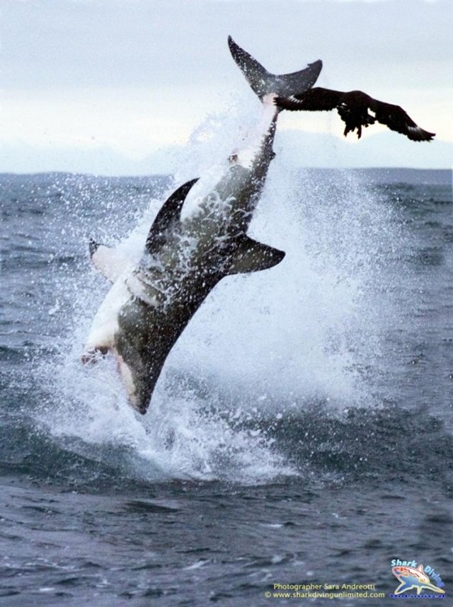 Летающая акула