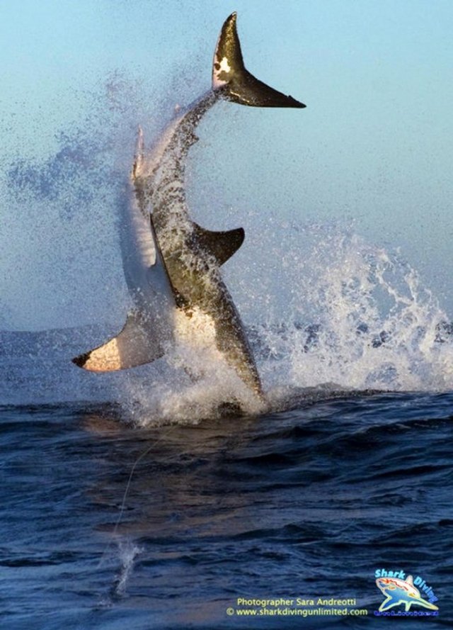 Летающая акула