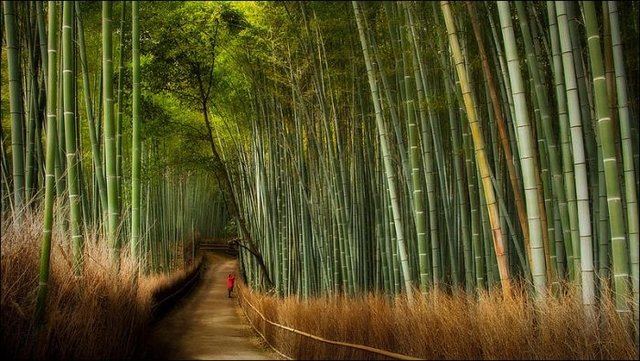Сагано - бамбуковый лес