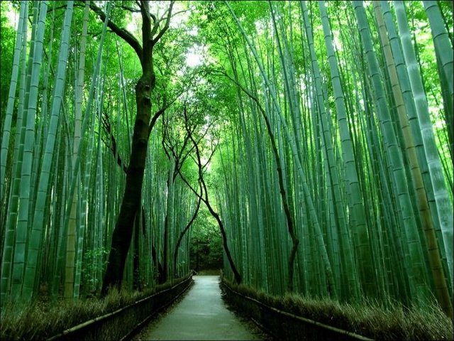 Бамбуковый лес Sagano