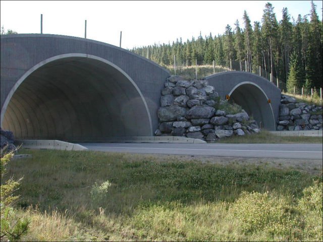 Мост для живонных