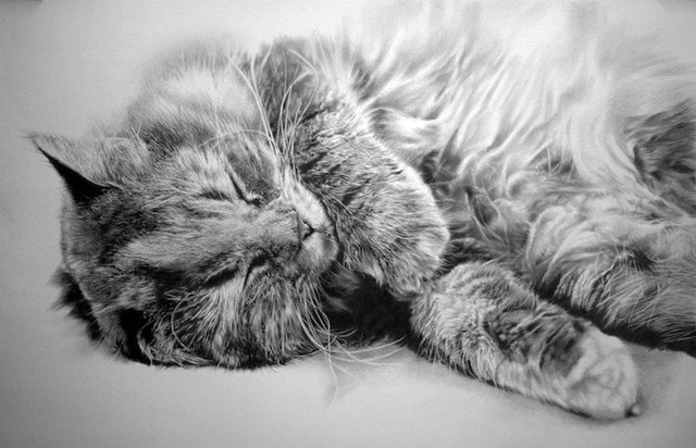 Рисунки кошек карандашом